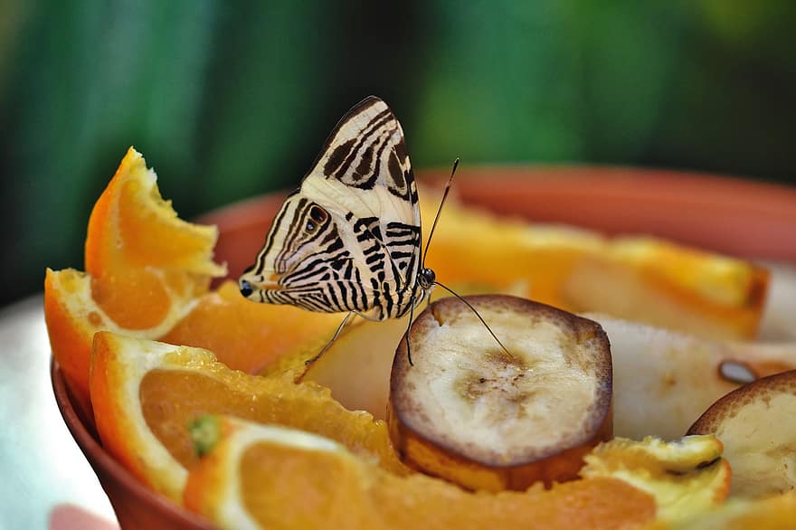motýl, hmyz, ovoce, Dirce Beauty Butterfly, tropický motýl, exotický, křídla, zvíře, banán, pomeranče, jídlo