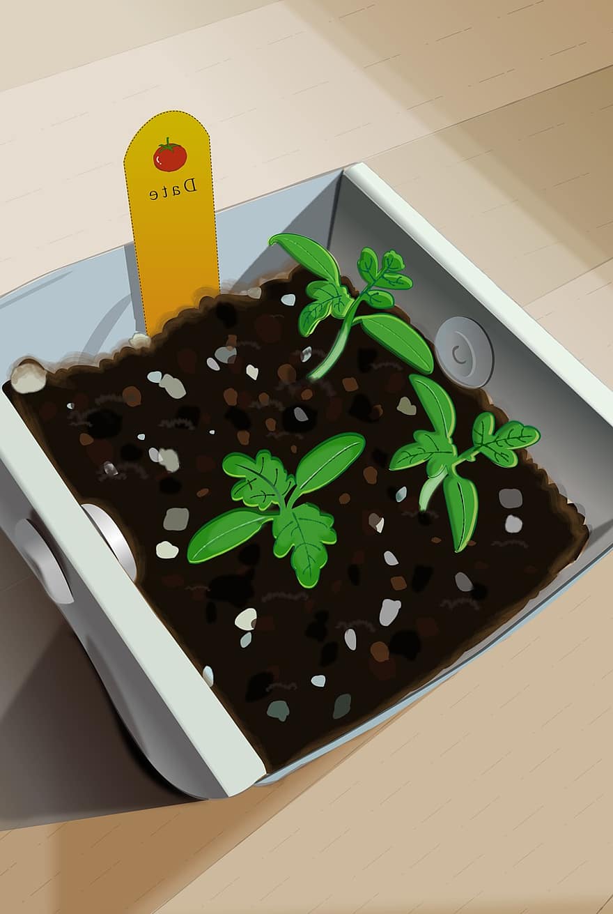 Cherry Tomato Sprout, Cherry Tomato, Sprout, Flowerpot, Plant, Start, Growth, Bud, Plants, Growing, Dirt