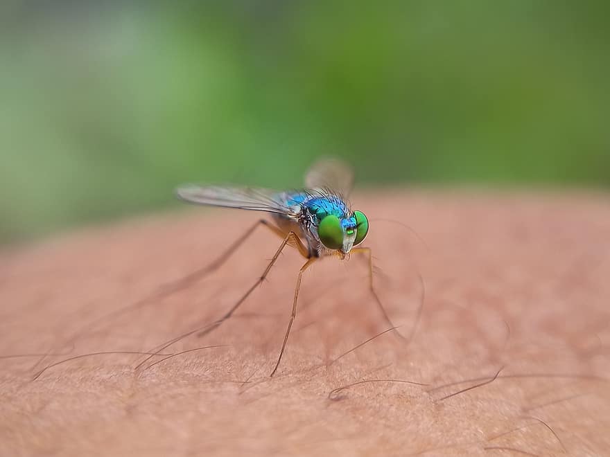 insecto, mosquito, entomología, peligroso, especies