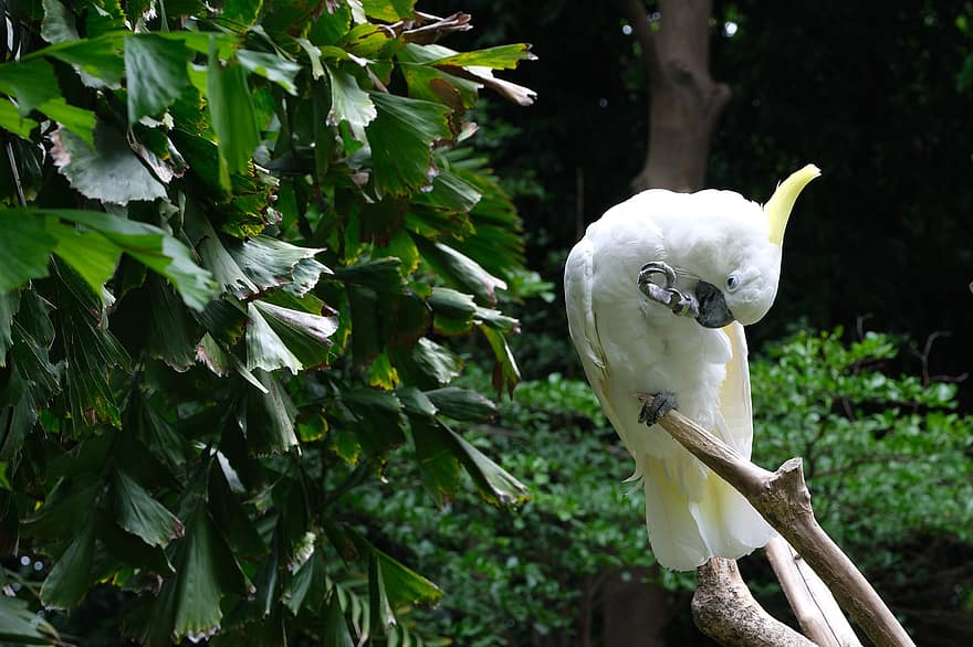 Kakato, pták, posazený, bílý kakadu, zvíře, peří, zobák, účtovat, pozorování ptáků, ornitologie, živočišného světa