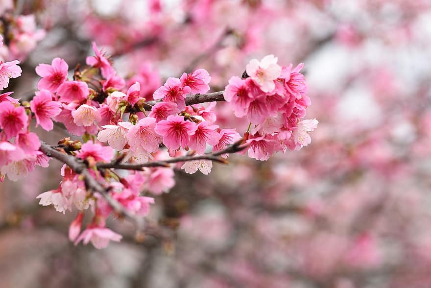 flores, sakura, cerasus campanulata, pétalas, ramo, botões, árvore, flora, flor, cor rosa, primavera