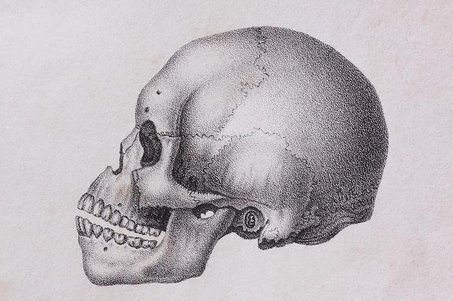 Skull, Skull And Crossbones, Human, Black African Descent, Bone, Skeleton, Representation, Tusche Indian Ink, Point Technology, Pen And Ink Drawing, Old