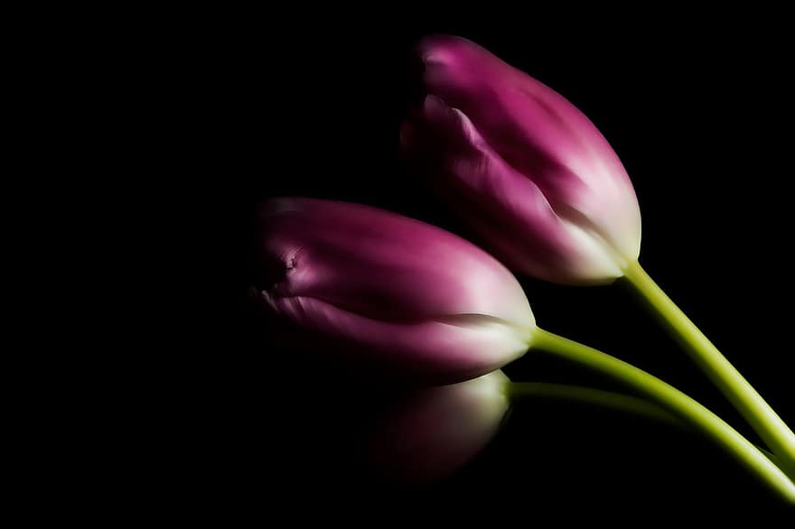 flores, tulipas, colorida