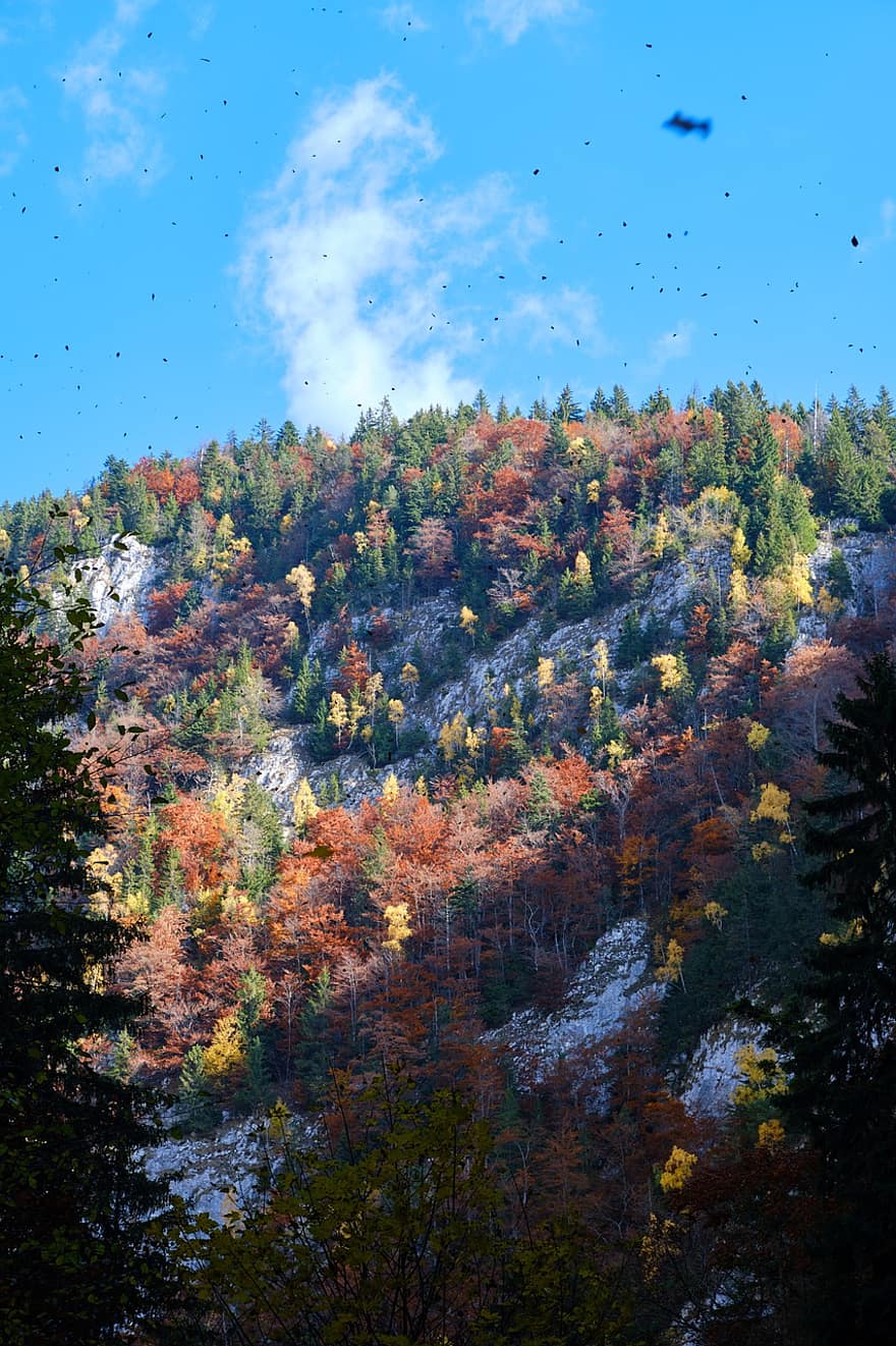 montaña, arboles, bosque, otoño, follaje, naturaleza, cielo, nubes