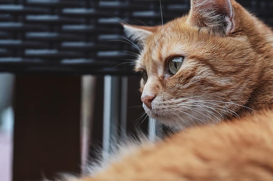 kucing, membelai, kucing kucing, kucing kucing oranye, kucing rumahan, hewan, mamalia, kucing lucu, licik