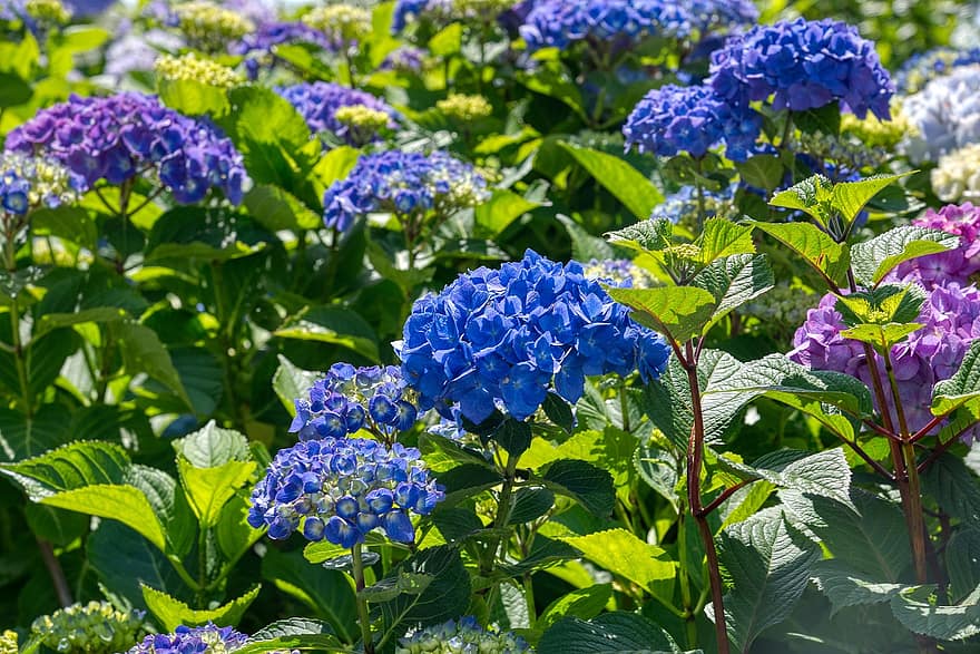 Hortensien, Hortensie, Hydrangeaceae, Blütenstand, Zierstrauch, Blau, lila, Blumen