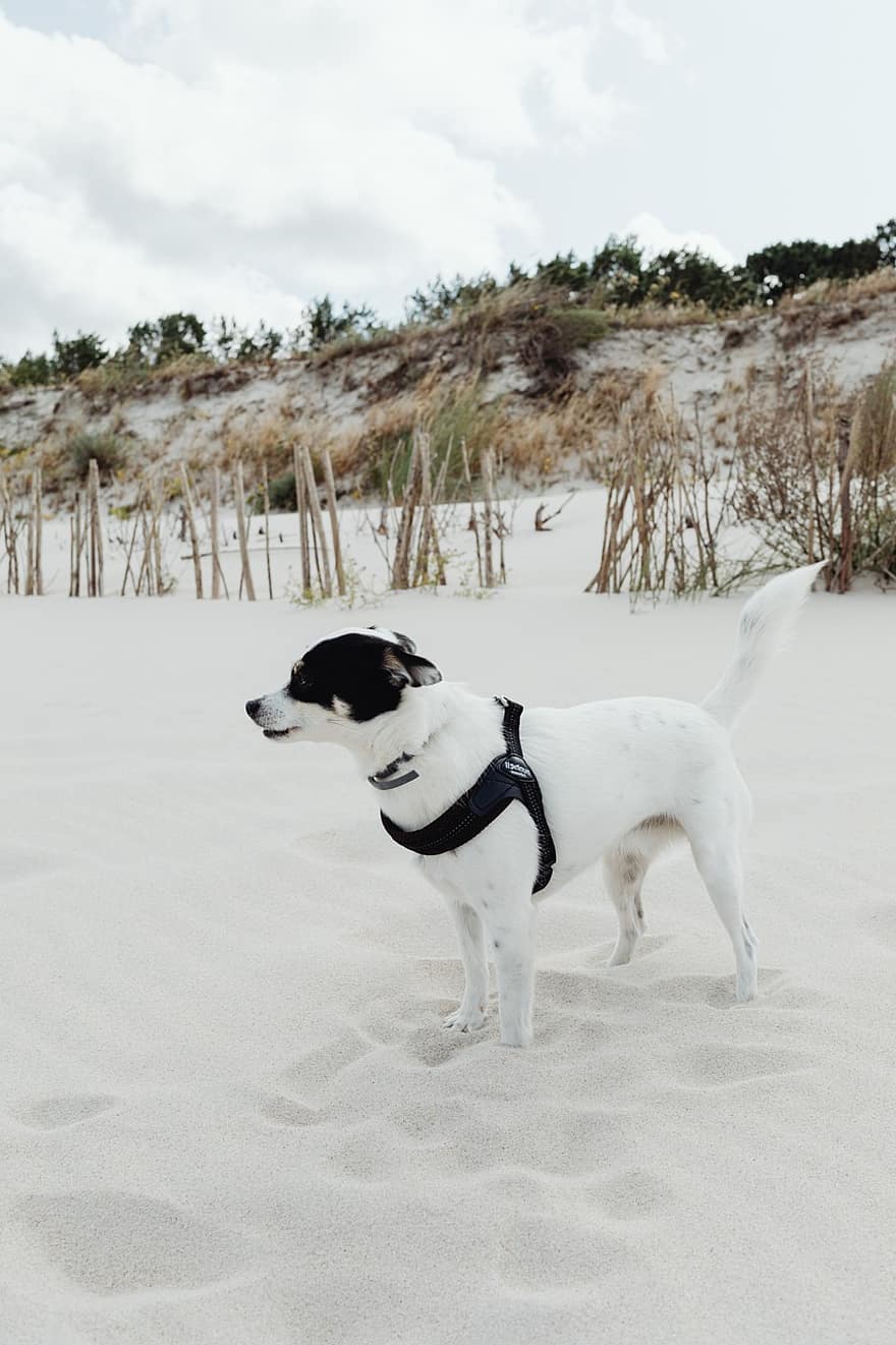 cão, animal, canino, pele, focinho, mamífero, retrato de cachorro, mundo animal, ao ar livre, de praia, areia