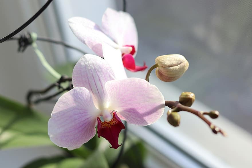 orchideeën, bloemen, roze bloemen, natuur, detailopname, fabriek, bloem, bloemblad, bloemhoofd, orchidee, blad