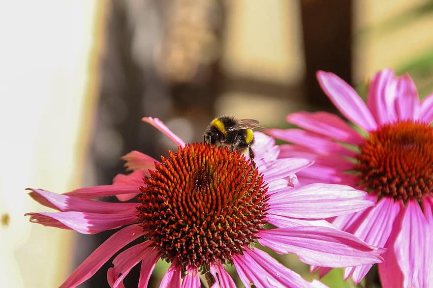 цвете, ехинацея, земна пчела, пчела, насекомо, цвят, лято, розов, едър план, растение, жълт
