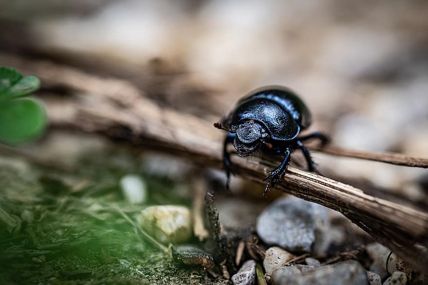 Dor Beetle, escarabat, insecte, Geotrupes Stercorarius, escarabat de fem, animal, naturalesa