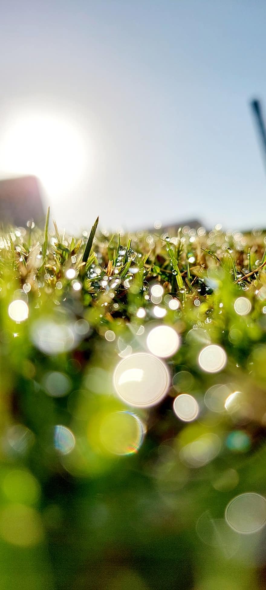 Grass, Dew, Sunlight, Water, Sparkles, Garden, Bokeh, Nature