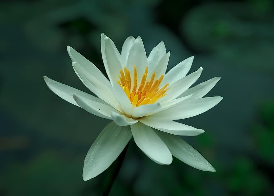 кувшинка, цветок, лепестки, белый цветок, белая водяная лилия, Европейская белая водяная лилия, белая вода выросла, белый ненуфар, цвести, цветение, водное растение
