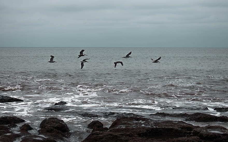Birds, Sea, Ocean, Rocks, Beach, Seagull, Sky, Water, Wave, Kelp, Fishing