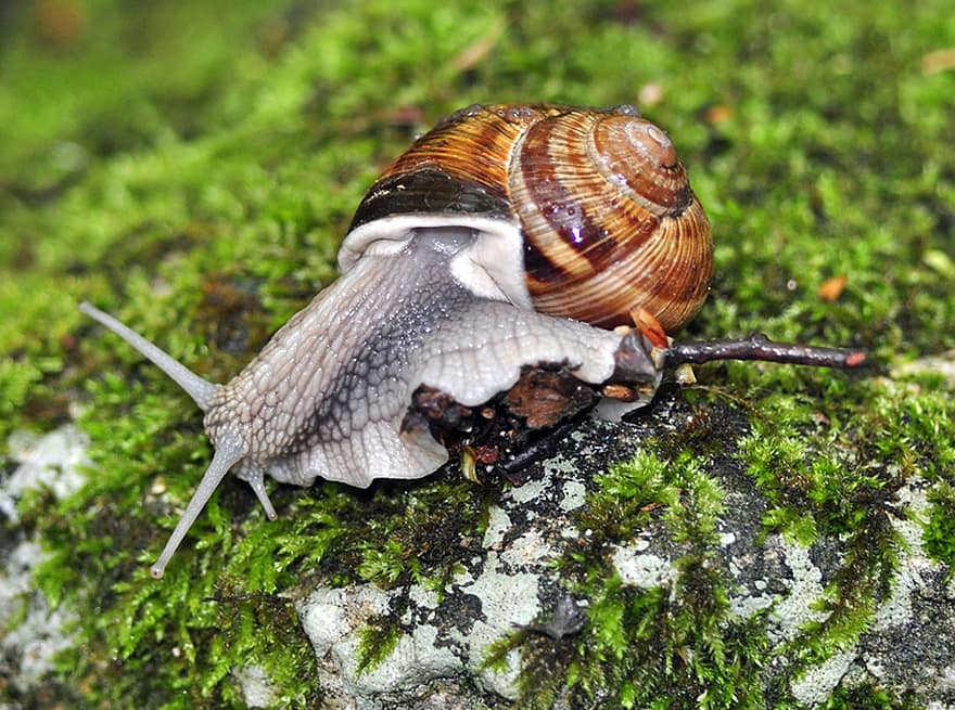 Snail, Nature, Gastropod, Slowness, Moss, Species
