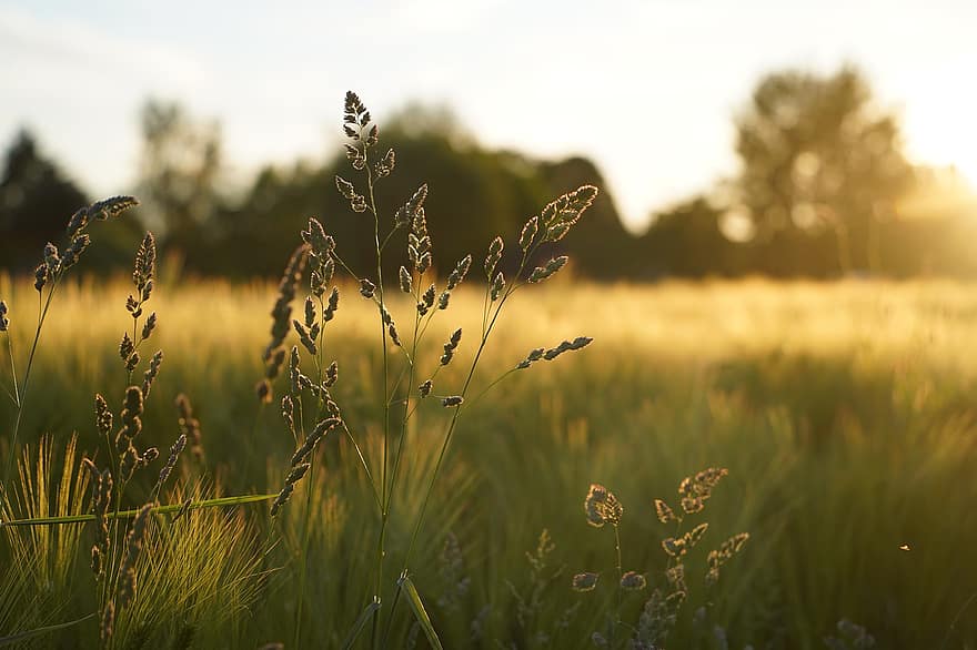 herbe, Prairie, le coucher du soleil, La lumière du soir, la nature, paysage, champ, été, plante, couleur verte, scène rurale