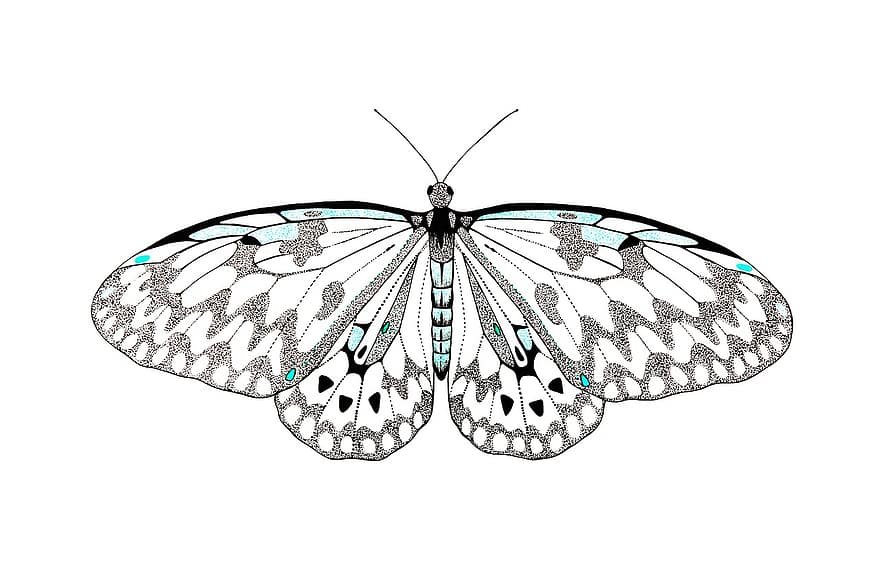 mariposa, decorativo, insecto, estampado, alas, tinta, bolígrafo, dibujo, ornamento, transparente, decoración