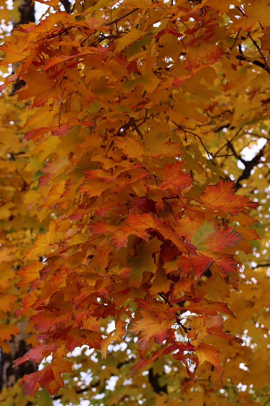 maple, musim gugur, Daun-daun, dedaunan, dedaunan musim gugur, jatuh dedaunan, warna musim gugur, daun jeruk, dedaunan oranye, hutan