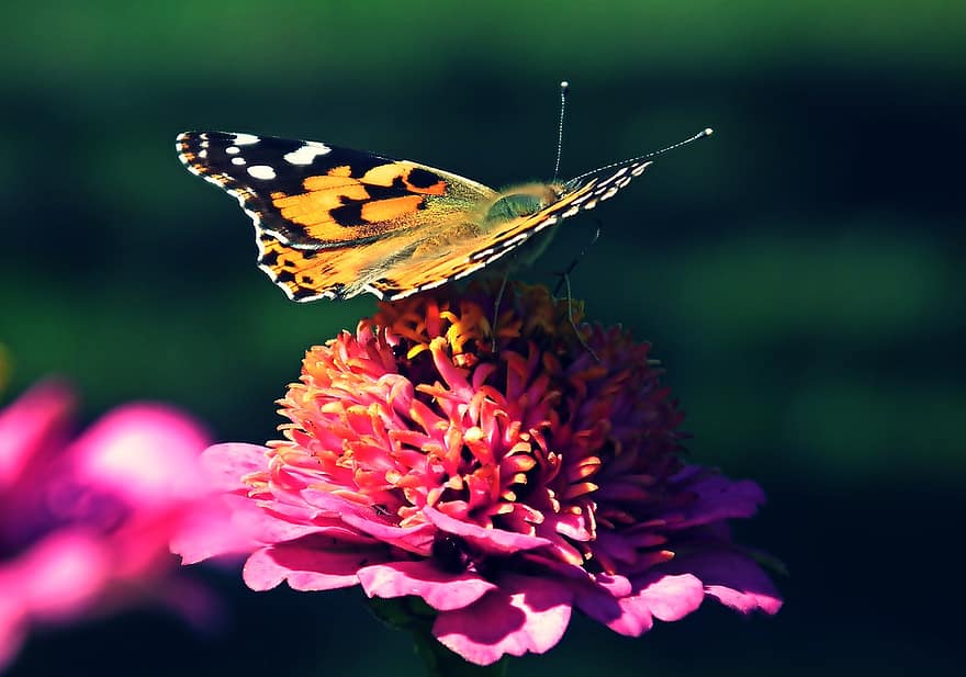나비, 곤충, 꽃, 작은 멋쟁이, 동물, 수분, 백일초, 꽃 피는 식물, 관상용 식물, 식물, 플로라