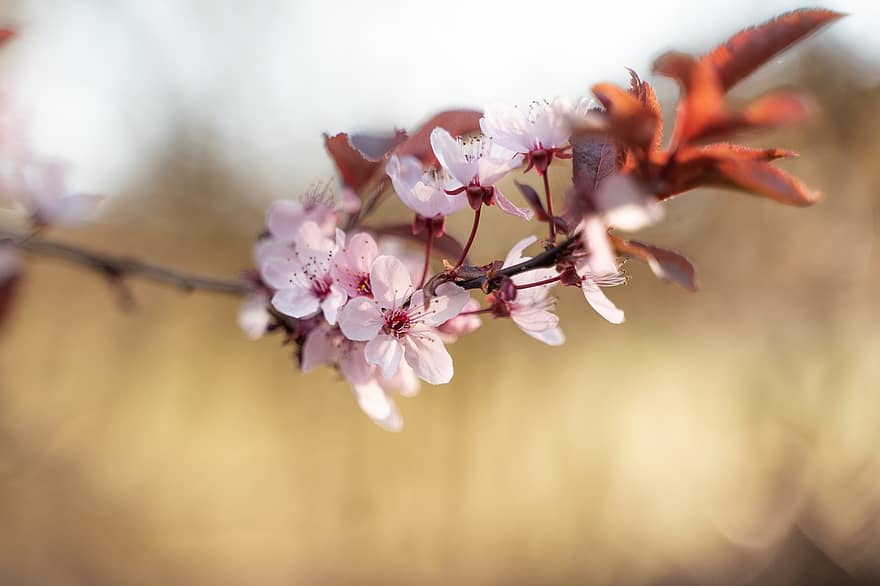 Příroda, květiny, třešňové květy, růžové květy, sakura, japonská třešeň, třešeň, strom, větev, jaro, jarní čas