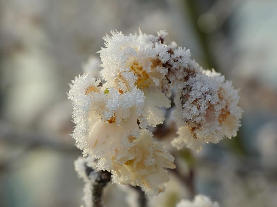 Cherry Blossoms, Frost, Branch, Hoarfrost, Blooms, Ice Crystals, Blossom, Bloom, Cold, Frozen, Winter
