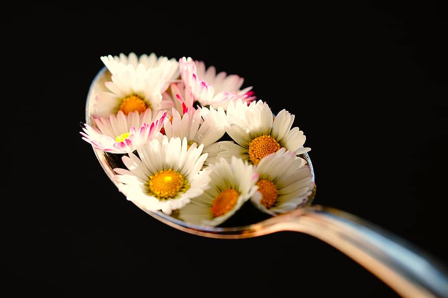 Daisies, Spoon, close-up, flower, petal, daisy, plant, black background, freshness, backgrounds, single flower