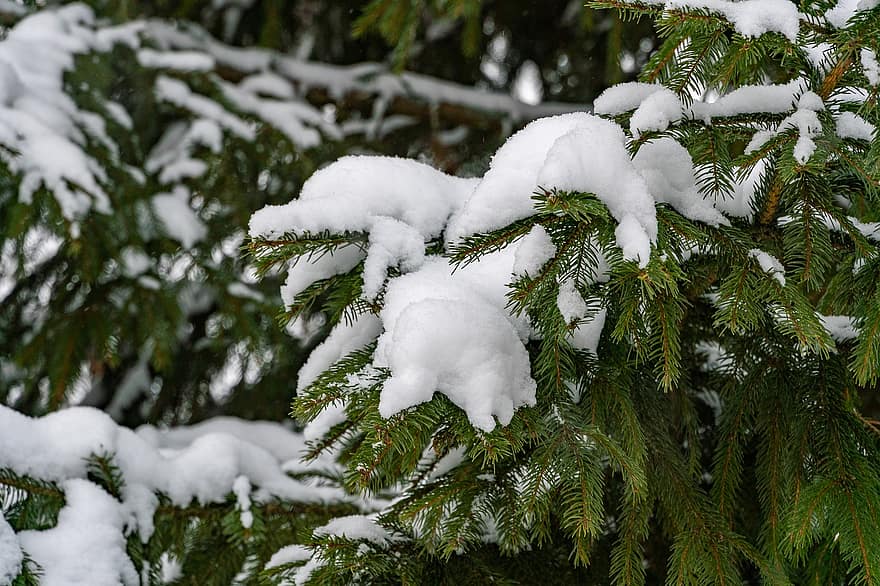 boom, net, dennenboom, naaldboom, naald-, Spar, sneeuw, winter, fabriek, naalden, Bos