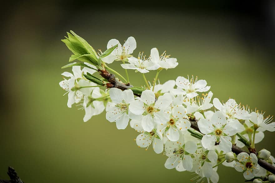 цвести, белый, фруктовое дерево, весна, зеленый, природа, цветение