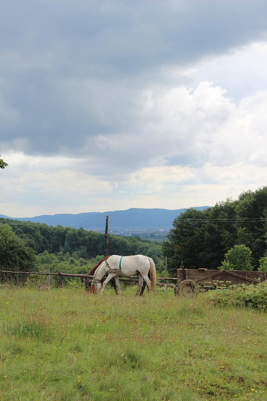 caballo, pasto, campo, rural, naturaleza