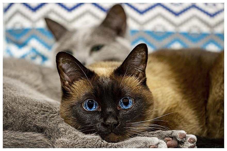 Kot syjamski, Kot tajski, niebieskie oczy, zwierzę, ładny, Dom, ssak, kot