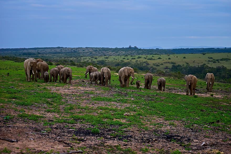 elefanter, flok, bakker, stødtænder, dyr, dyreliv, safari