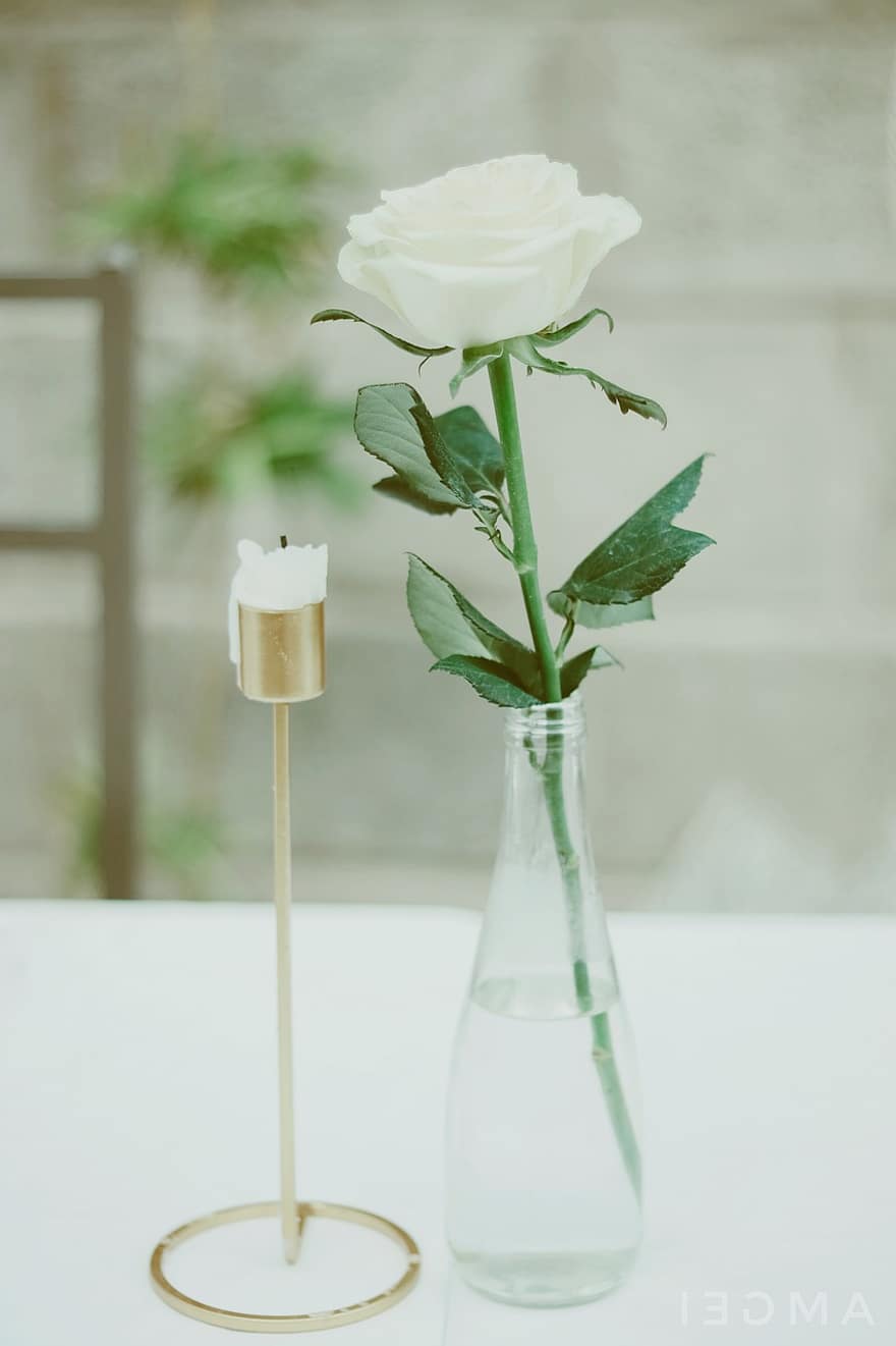 kaars, witte roos, tafel decor, vaas, detailopname, bloem, decoratie, romance, boeket, fabriek, tafel