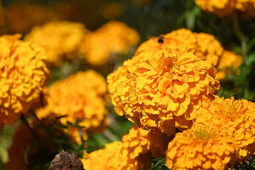 flors, calèndula, flors grogues, naturalesa, flor, flors ornamentals, jardí, macro, estiu, planta, groc