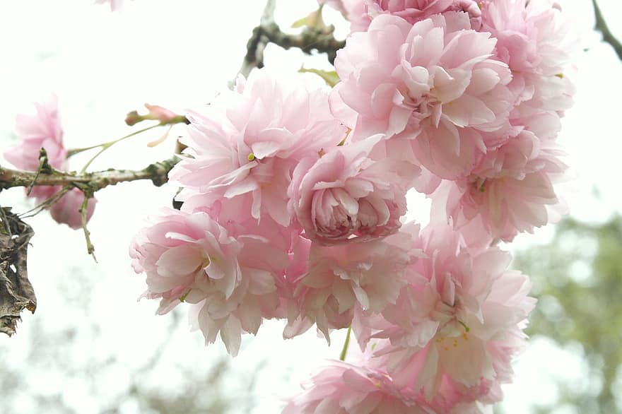 Kirsebær blomster, blomster, forår, lyserøde blomster, sakura, flor, blomstre, afdeling, træ, natur, lyserød farve