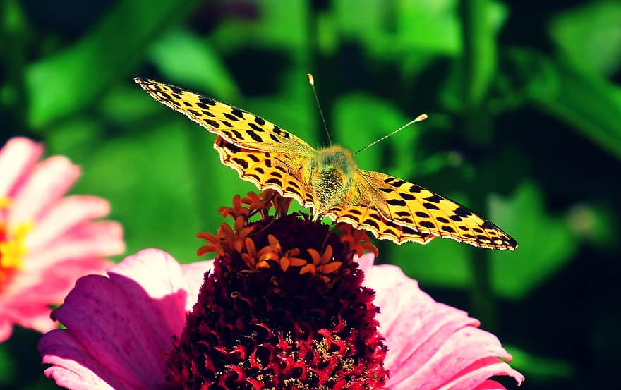 Pollination, Butterfly, Flower, Insect, Pollinator, Zinnia, Bloom, Blossom, Flowering Plant, Ornamental Plant, Flora