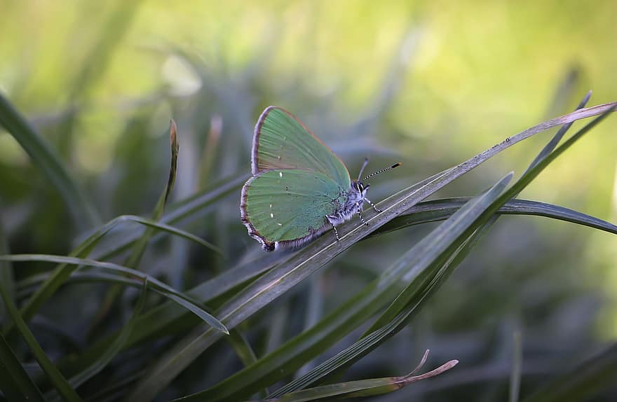 kupu-kupu, serangga, serangga bersayap, sayap kupu-kupu, fauna, alam, rumput, padang rumput, merapatkan, warna hijau, makro
