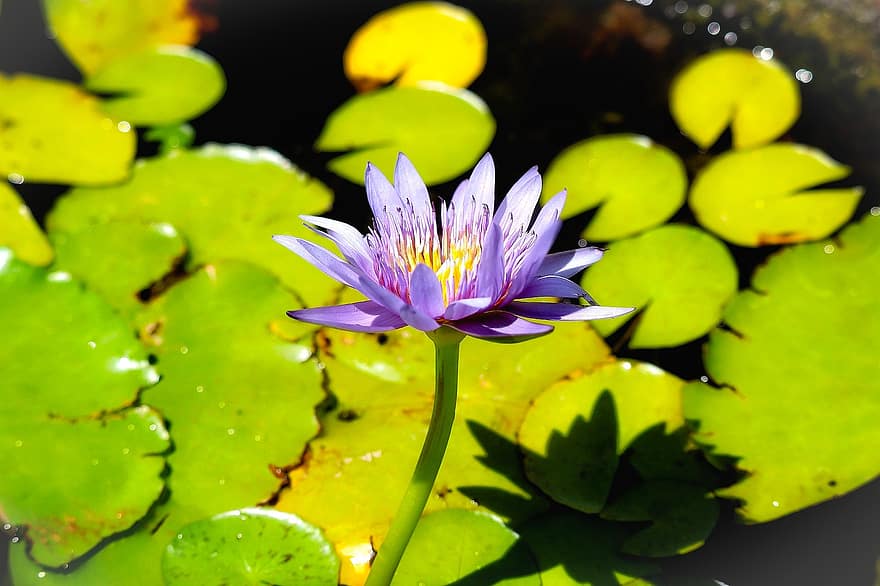 Water Lily, Flower, Plant, Purple Flower, Petals, Bloom, Aquatic Plant, Lily Pads, Pond, Nature