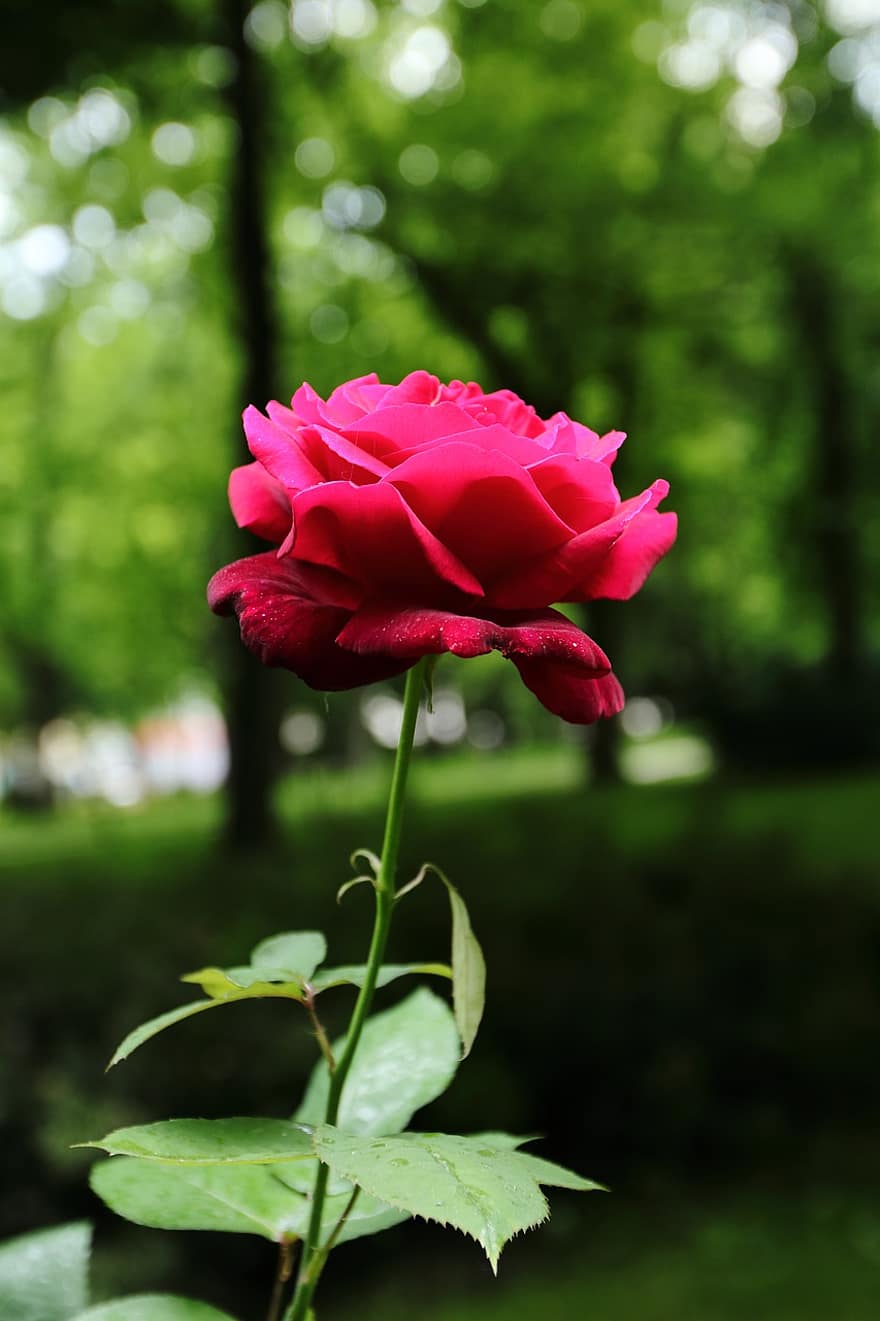 Róża, kwiat, kwitnąć, czerwona róża, czerwone płatki, czerwony kwiat, flora, kwiaciarstwo, ogrodnictwo, ścieśniać, bokeh