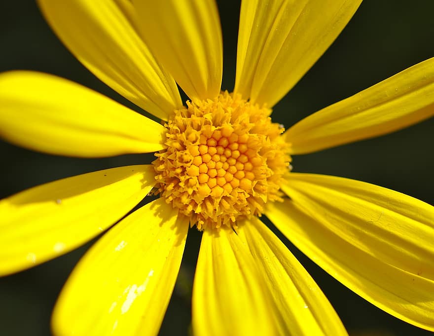 Daisy, gėlė, augalų, geltona Daisy, žiedlapių, žydi, flora, pobūdį, geltona, Iš arti, vasara