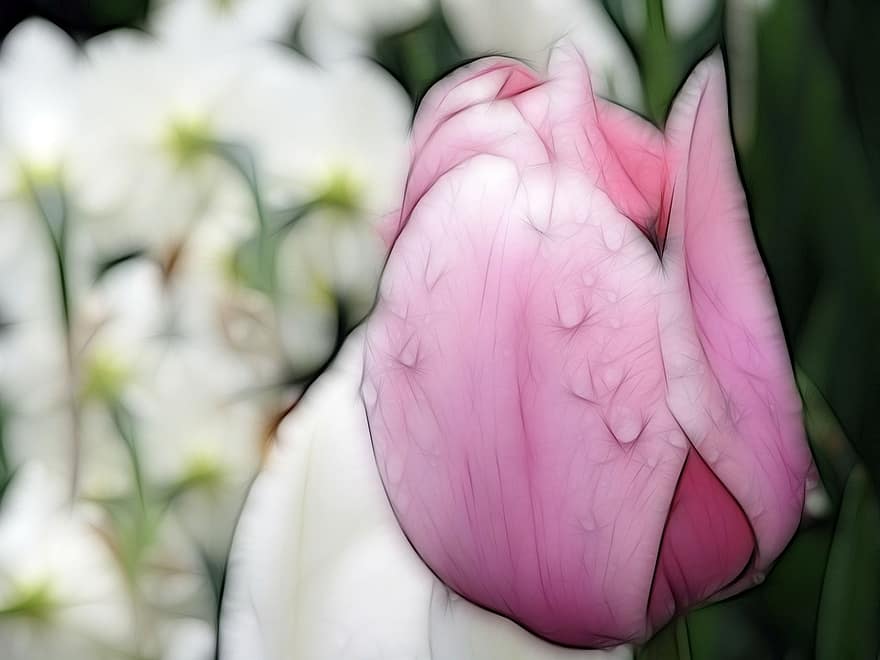 tulipán, Příroda, květ, jaro, jarní květina, kapky deště, makro, makro fotografie, Fotografický efekt Fractalius, rosa, bílý