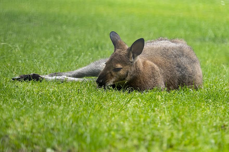 кенгуру, торбести, трева, Австралия, див, природа, бозайник, австралийски, козина, млад, скок