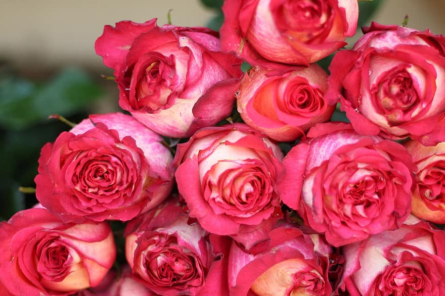 rosa roser, blomster, roser, lyserøde blomster, rose blomst, kronblade, rosenblade, flor, blomstre, flora