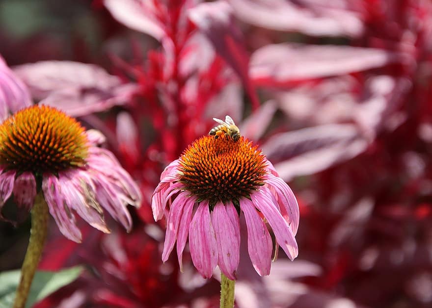 abelha, Coneflowers roxos, polinização, flor, fechar-se, plantar, verão, pétala, macro, Flor, flor única