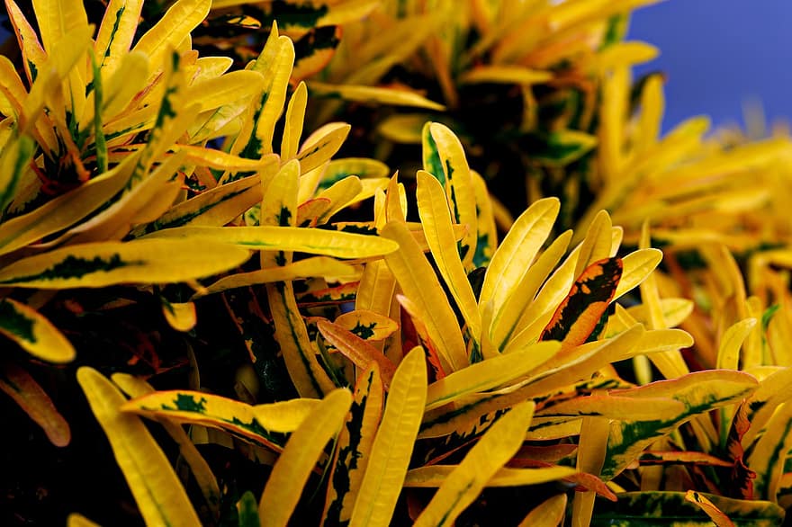 Jardín Croton, plantas, hojas, hojas amarillas, jardín, de cerca, flora, planta, hoja, color verde, amarillo