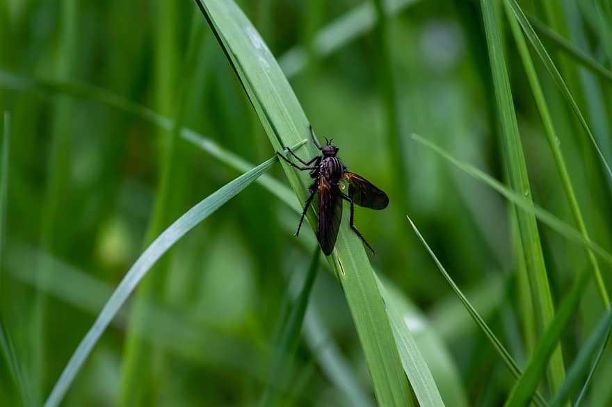 insecto, volar, entomología, naturaleza, macro, alas, prado, de cerca, color verde, verano, hierba