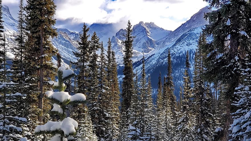 雪、山岳、カナナスキス、アルバータ、カナダ、風景、自然、森林、ハイキング、冬