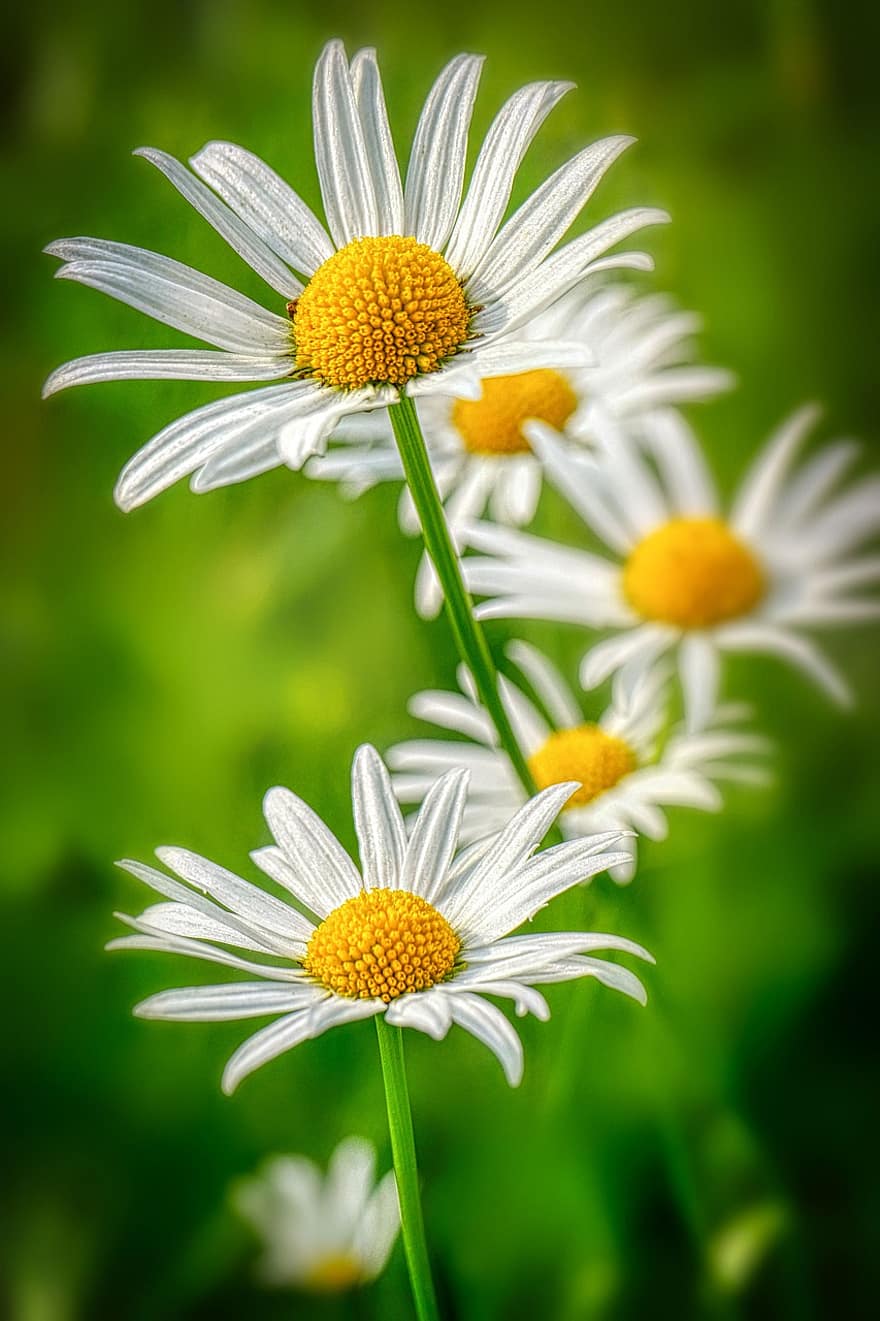 Daisies, Petals, White, Yellow, Spring, Nature, Flowers, Garden, Plant, Summer, Daisy