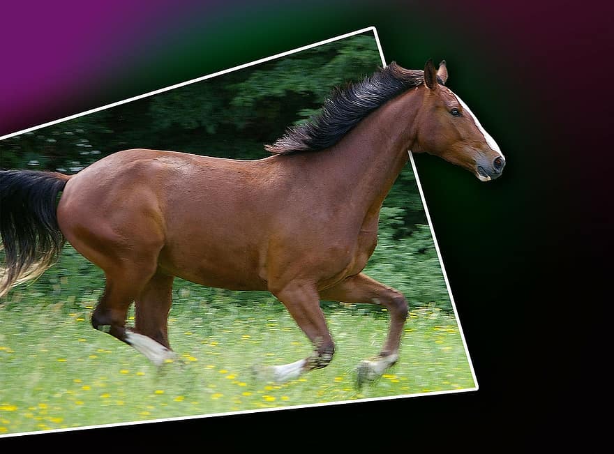 călăreț cal, peste limita, gradient, arta digitala, opera de arta, fundal, creare, grafic, digital, animal, mamifer