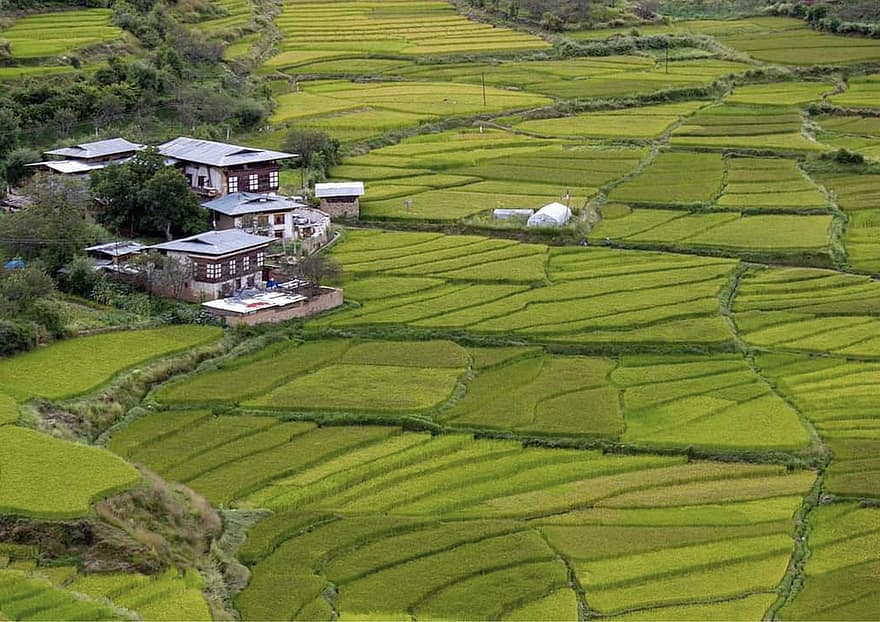 campos, casas, pueblo, granja, agricultura, arrozal, escena rural, sa pa, crecimiento, paisaje, vista de alto ángulo