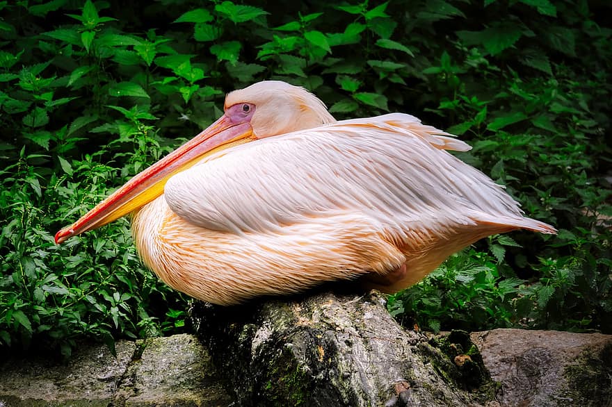 pelicano, pássaro, animal, pássaro aquático, animais selvagens, plumagem, bico, empoleirado, Rocha, exótico, natureza