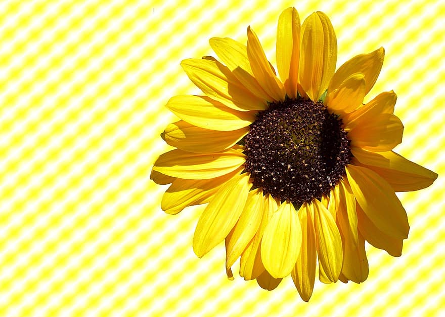 słonecznik, słońce, kwiat, kwitnąć, żółty, lato, ziarna słonecznika, ogród, jasny, słoneczny, żółty kwiat